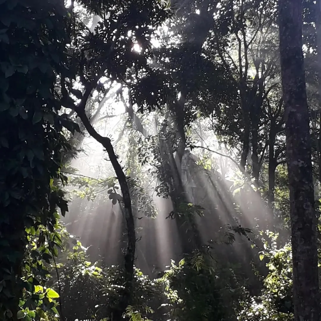 Chale Morada Na Floresta 帕罗卡 巴西
